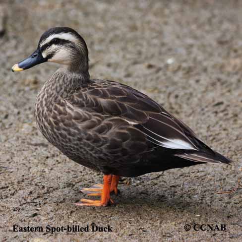 Eastern Spot-billed Duck