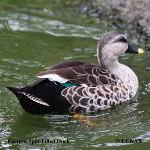 Eastern Spot-billed Duck