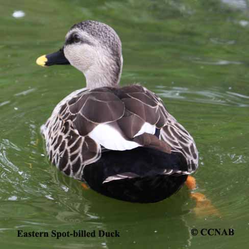 Eastern Spot-billed Duck