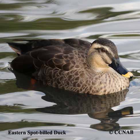 Eastern Spot-billed Duck