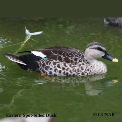 Eastern Spot-billed Duck