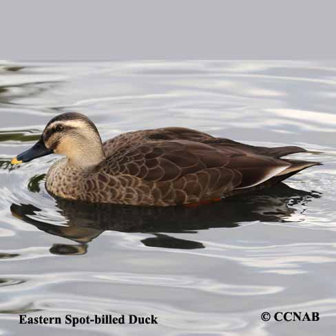 Birds of North America