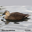 Eastern Spot-billed Duck range map