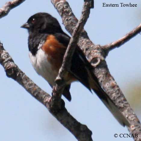 Eastern Towhee