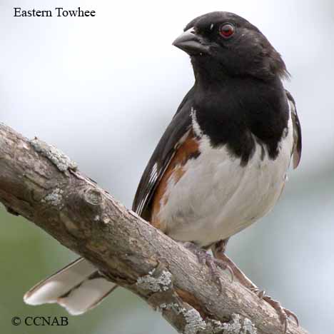 Eastern Towhee