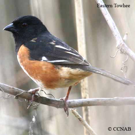 Birds of North America