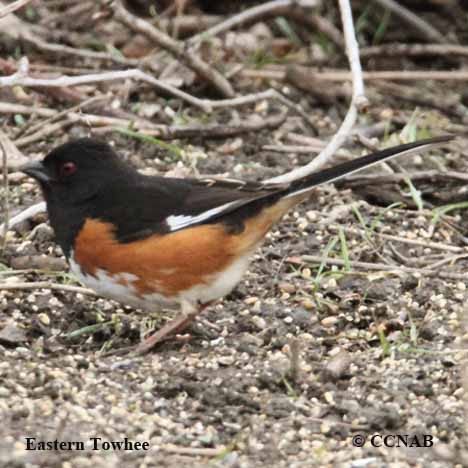 Eastern Towhee