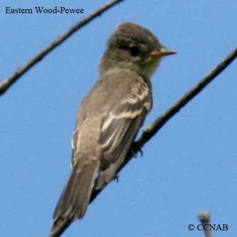 Eastern Wood-Pewee