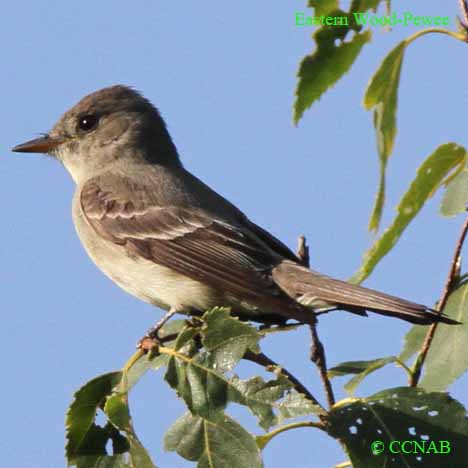 Birds of North America