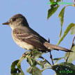 Eastern Wood-Pewee