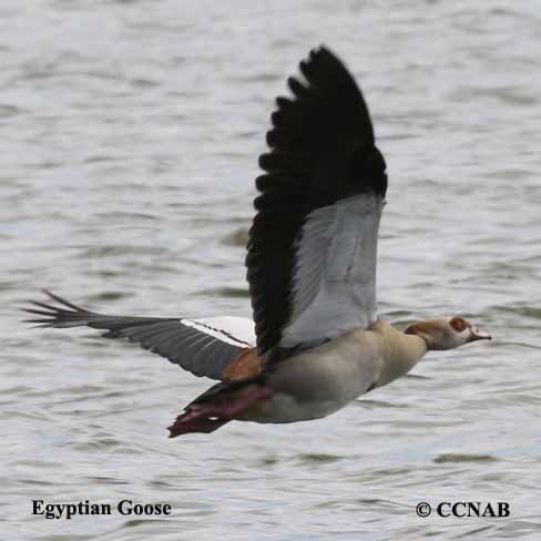 Egyptian Goose