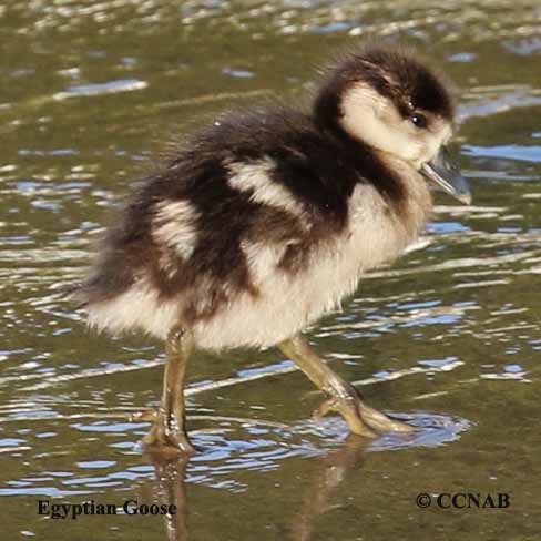 Egyptian Goose