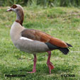 Egyptian Goose range map