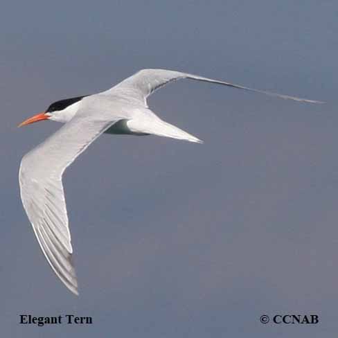 Birds of North America