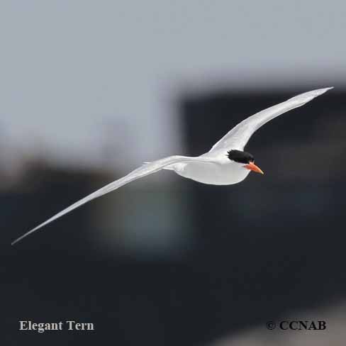 Elegant Tern