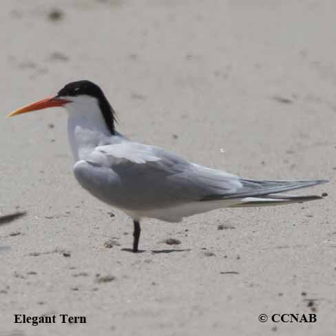 Elegant Tern