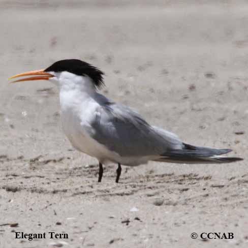 Elegant Tern