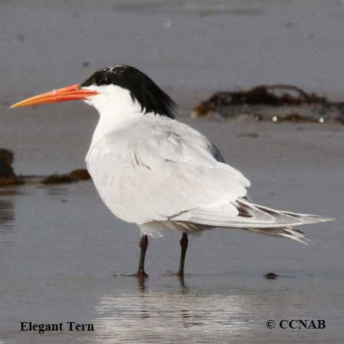 Elegant Tern