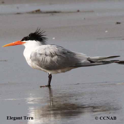 Birds of North America