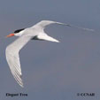 Elegant Tern