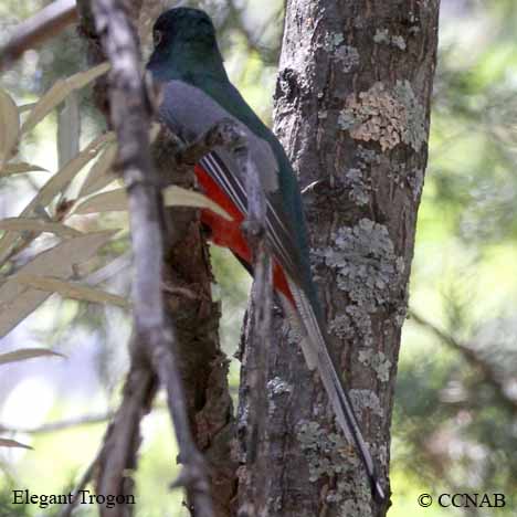 Elegant Trogon