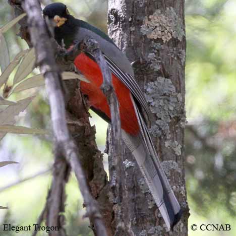 Elegant Trogon