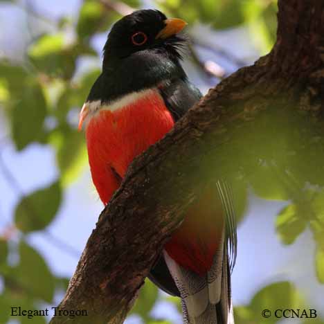 Elegant Trogon