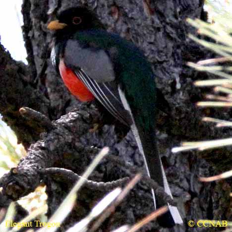 Birds of North America