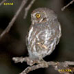 Elf Owl