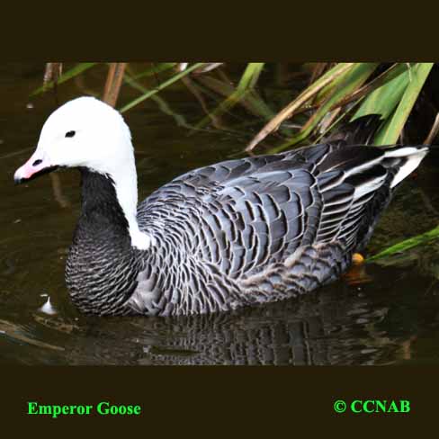 Emperor Goose