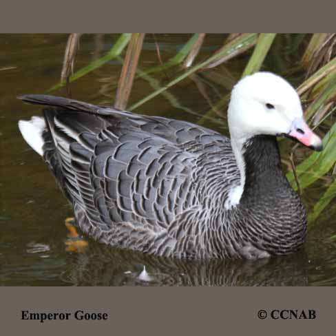 Emperor Goose