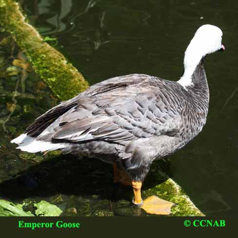 Emperor Goose