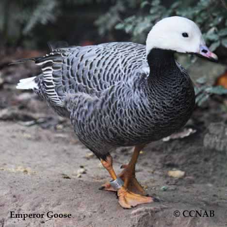 Emperor Goose