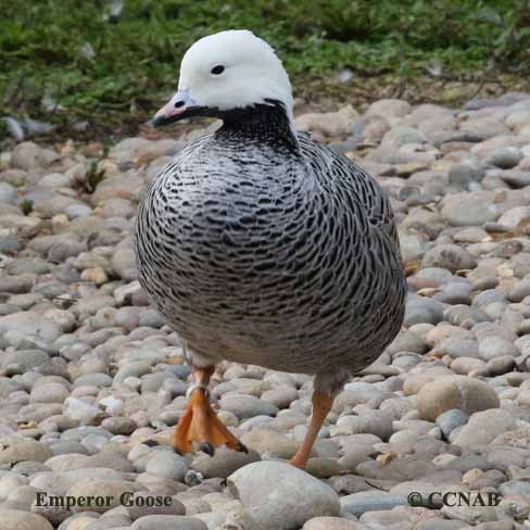 Emperor Goose