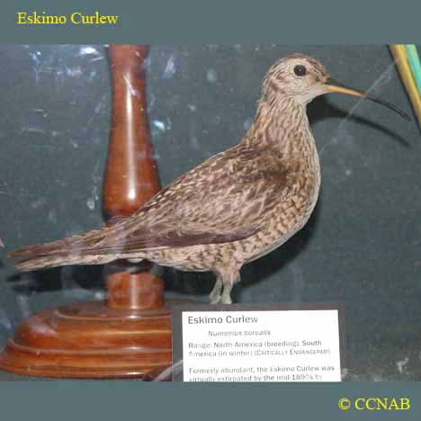 Eskimo Curlew