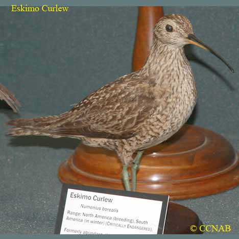 Eskimo Curlew