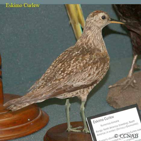 Eskimo Curlew