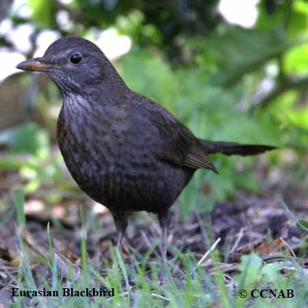 Eurasian Blackbird