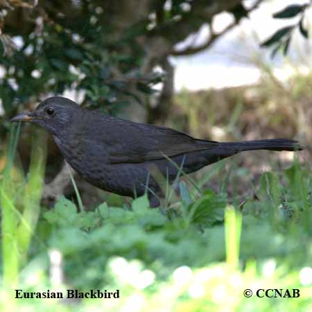 Eurasian Blackbird