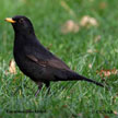 Eurasian Blackbird range map