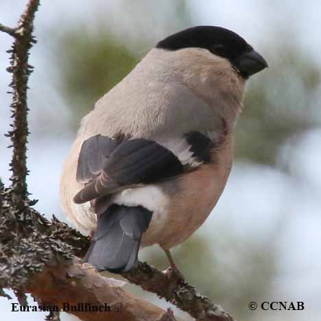 Eurasian Bullfinch