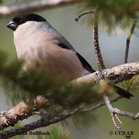 Eurasian Bullfinch