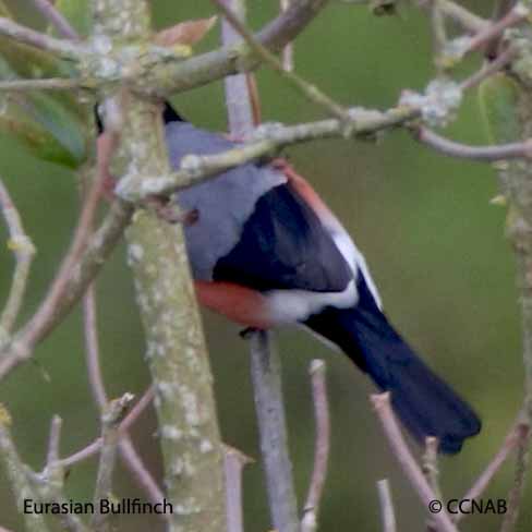 Eurasian Bullfinch