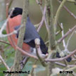 Eurasian Bullfinch range map