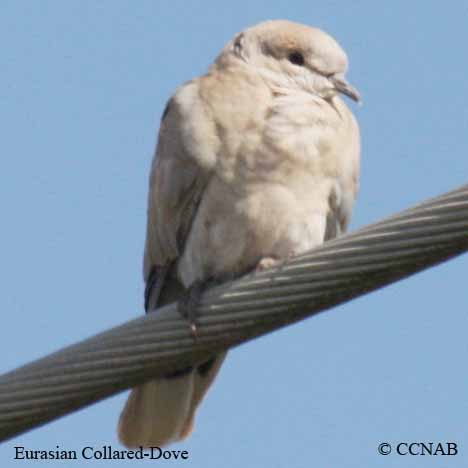 Eurasian Collared-Dove