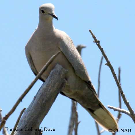 Eurasian Collared-Dove