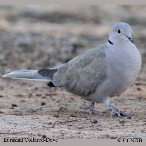 Eurasian Collared-Dove