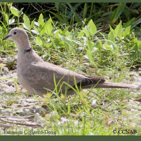 North American Doves