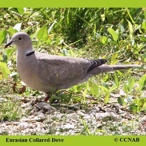 Eurasian Collared-Dove