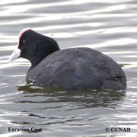 Eurasian Coot